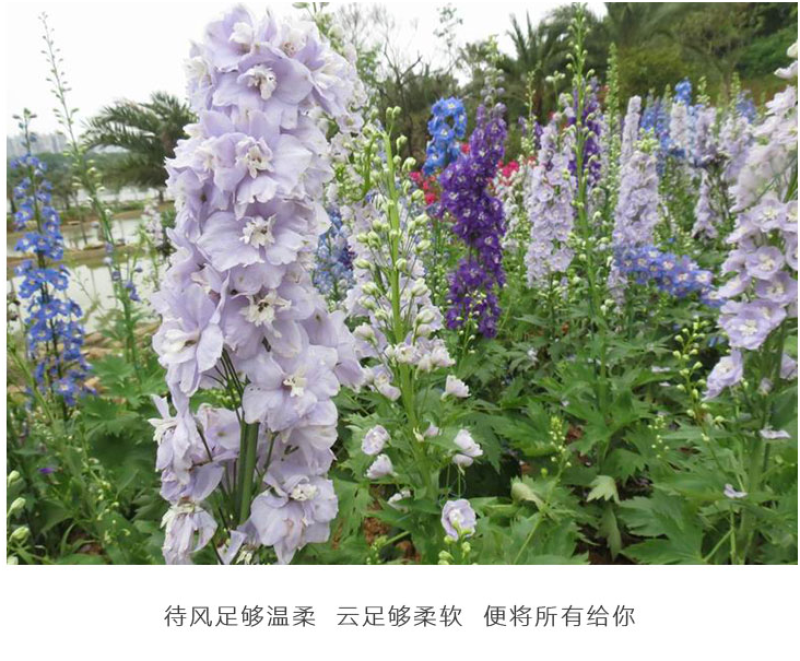 大花飞燕草种子花卉种子春播景观园林绿化多年生易活花海种子