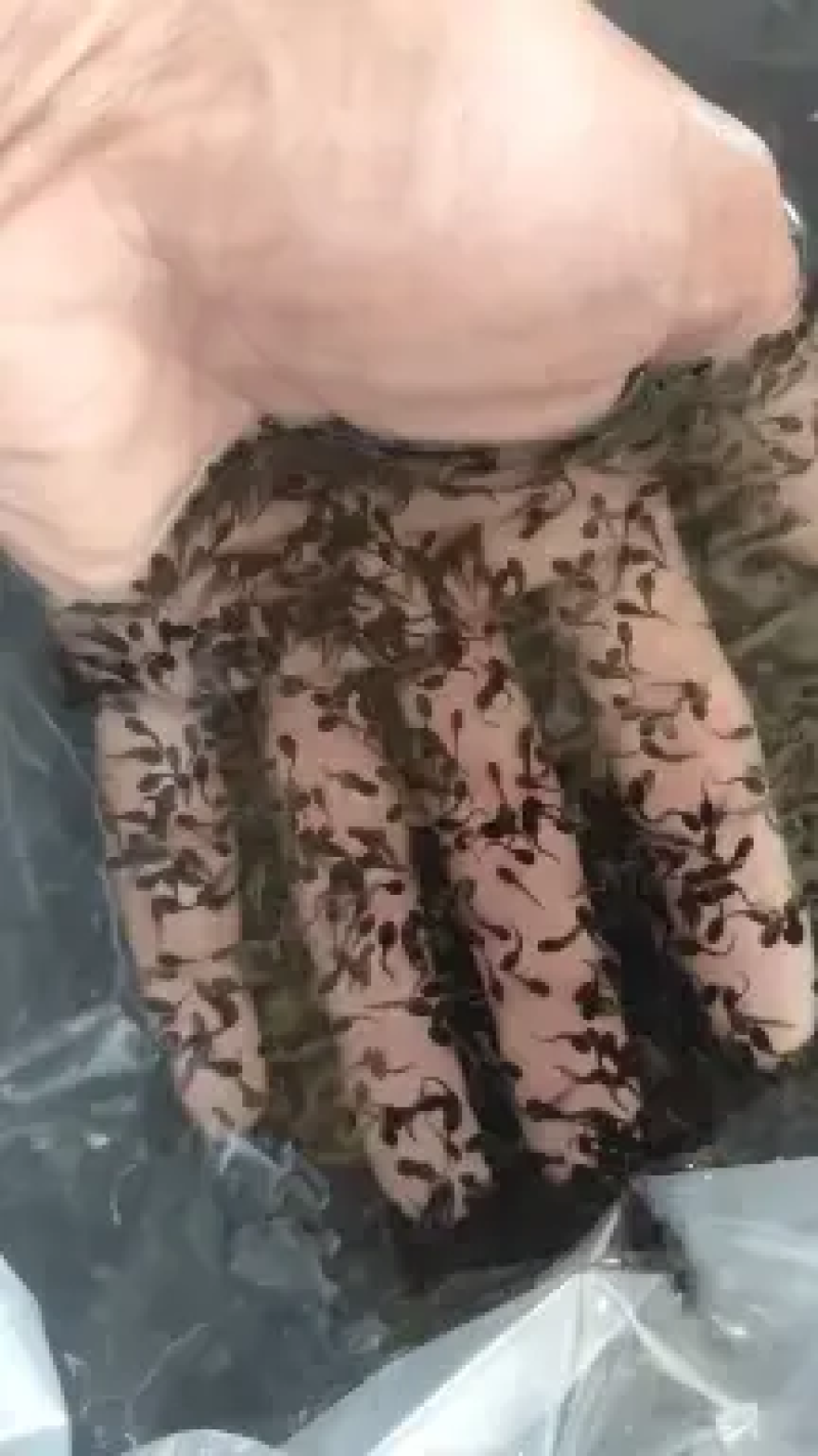 精选培育黑斑蛙青蛙种苗蝌蚪种苗，提供养殖技术指导歪白防治