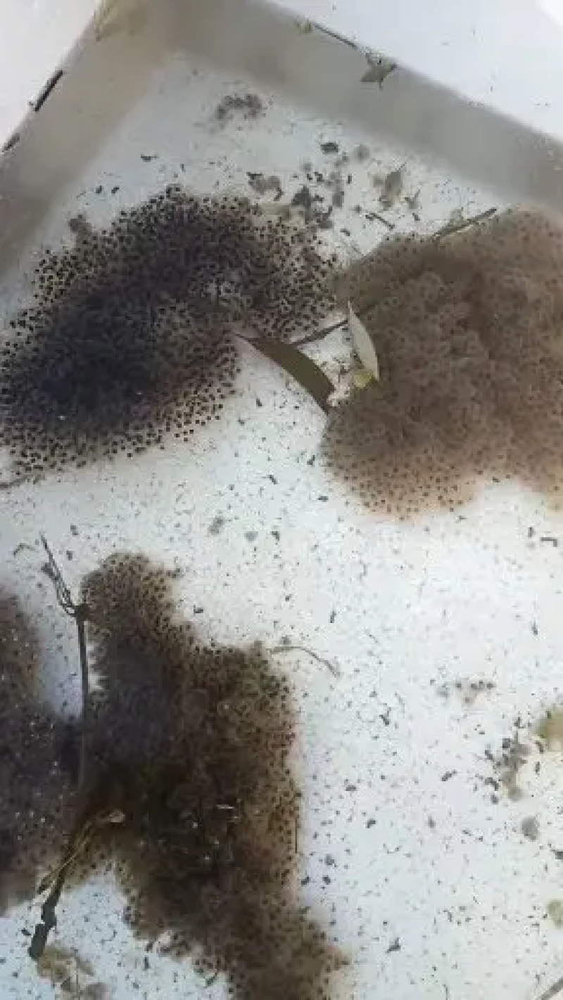 精选培育黑斑蛙青蛙种苗蝌蚪种苗，提供养殖技术指导歪白防治