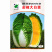 金峰大白菜种子55天春天种植黄心春白菜半叠抱结球紧