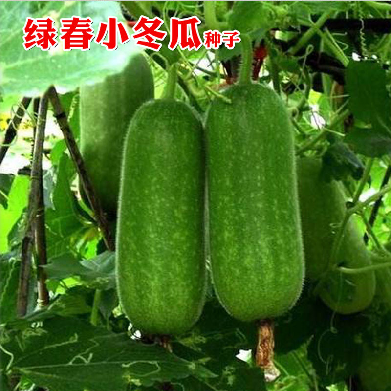 绿皮小冬瓜种子早熟春秋栽培空腔小早春小冬瓜节节有瓜