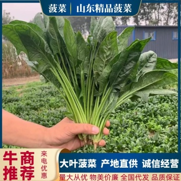 山东菠菜，山东潍坊菠菜，菠菜产地直供人工包装齐全，包上车