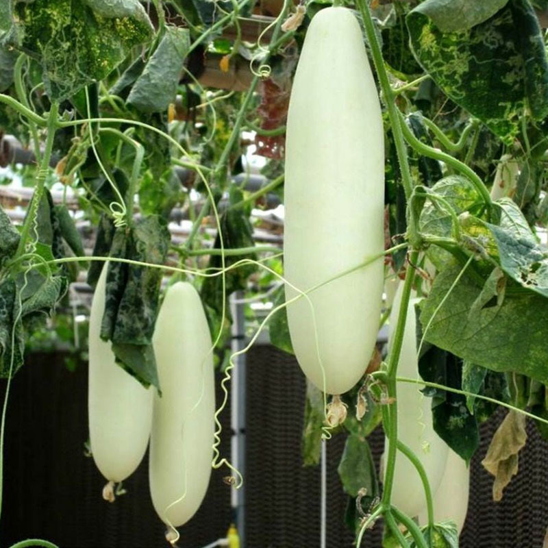 白皮黄瓜种子耐热清甜无渣水果型耐热早熟适应性广春秋