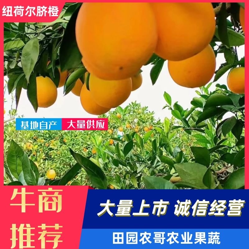 纽荷尔脐橙果园直供产地发货品质保证个大味甜果皮光滑细