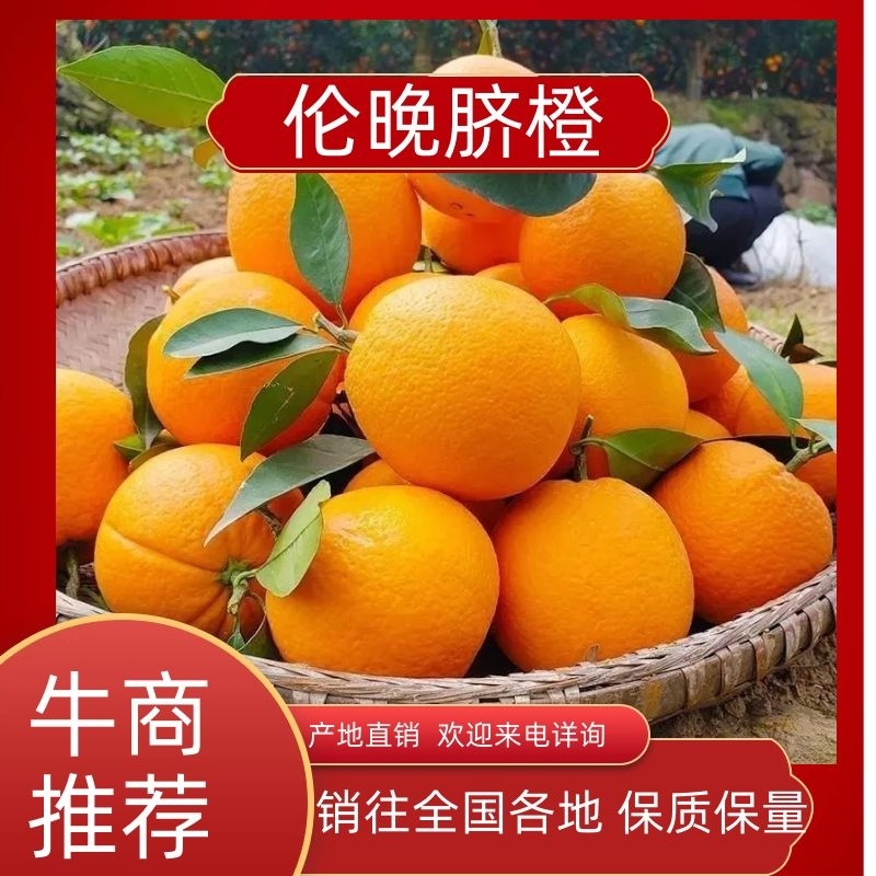 伦晚脐橙产地发货看货论价保质保量欢迎订购