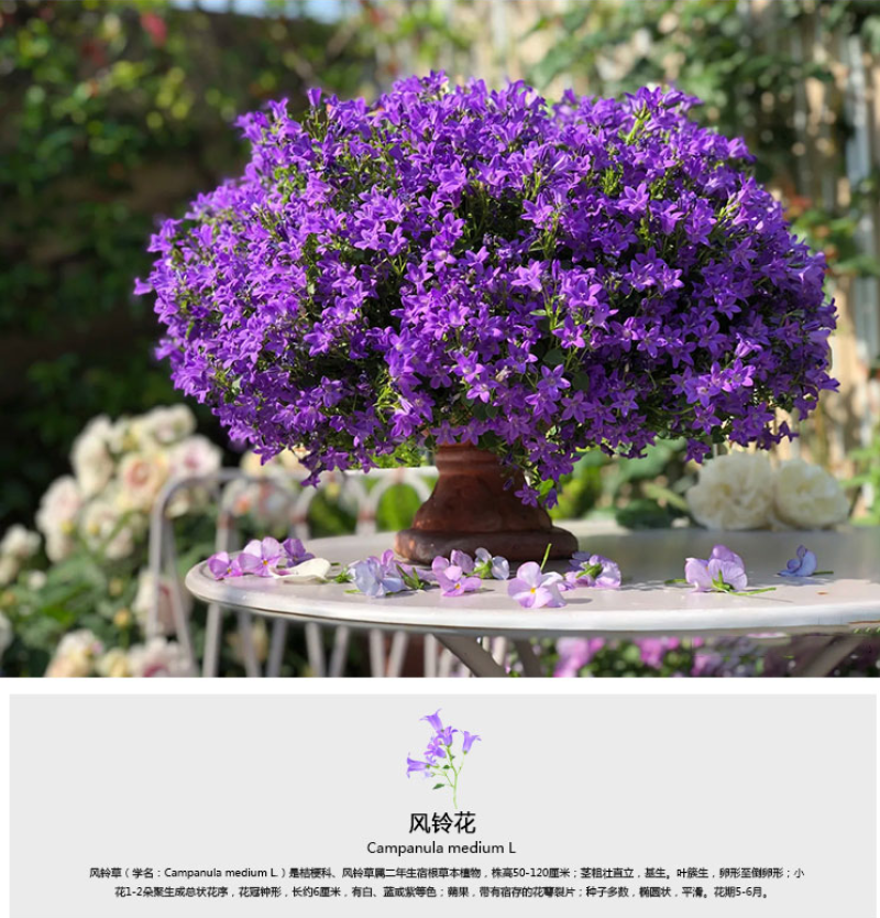风铃草花种四季播种开花室内室外盆栽花卉花籽易活花种子籽孑