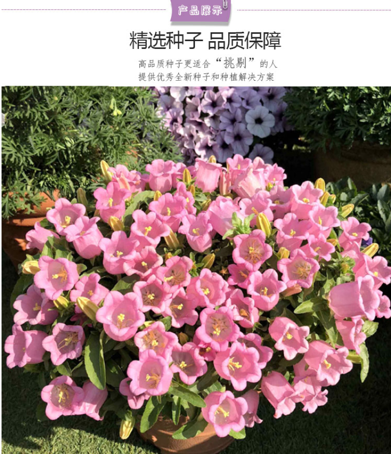 风铃草花种四季播种开花室内室外盆栽花卉花籽易活花种子籽孑