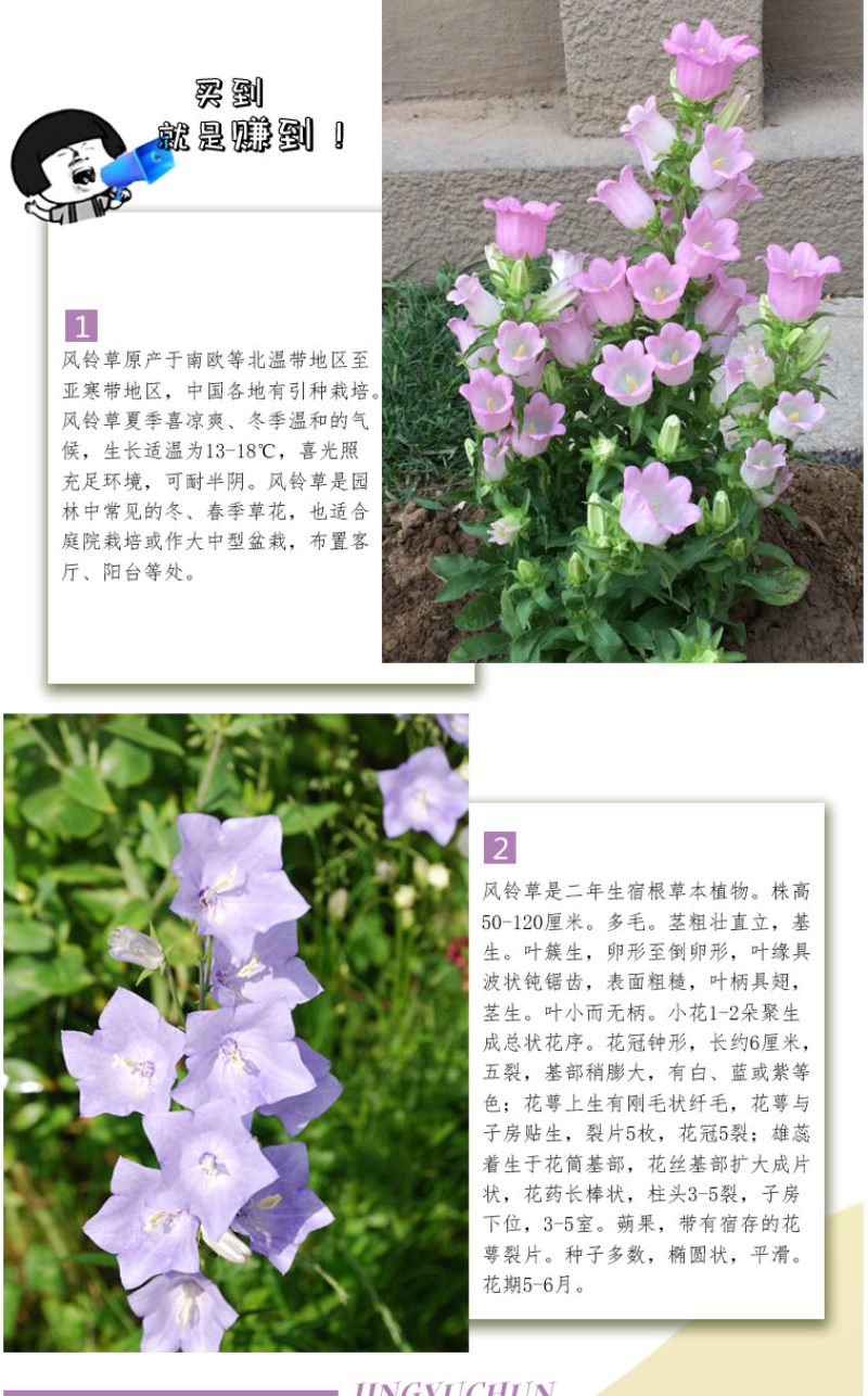 风铃草花种四季播种开花室内室外盆栽花卉花籽易活花种子籽孑