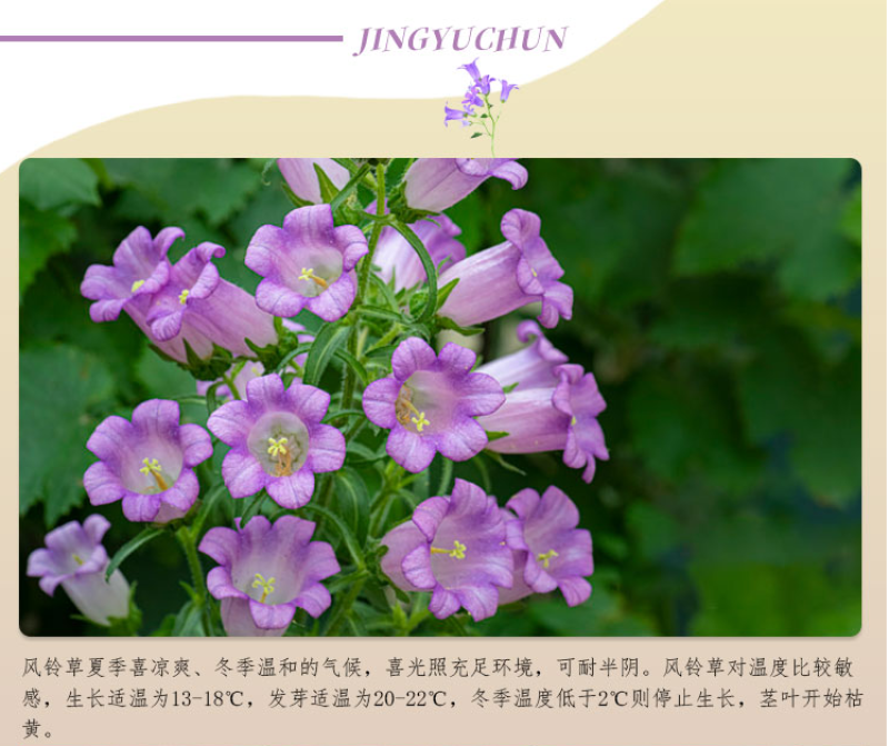 风铃草花种四季播种开花室内室外盆栽花卉花籽易活花种子籽孑