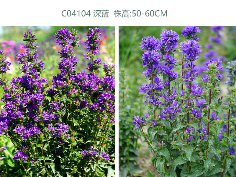 风铃草花种四季播种开花室内室外盆栽花卉花籽易活花种子籽孑