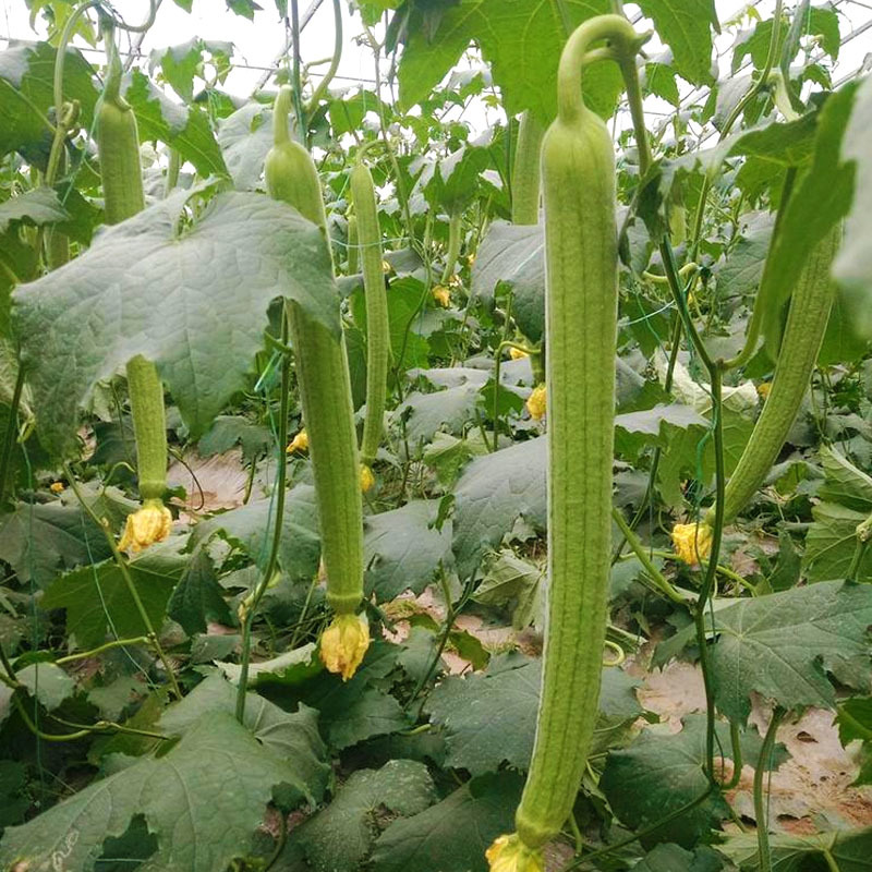 杂交丝瓜种子肉质细嫩节节有瓜瓜条顺直产量高早春露地大棚