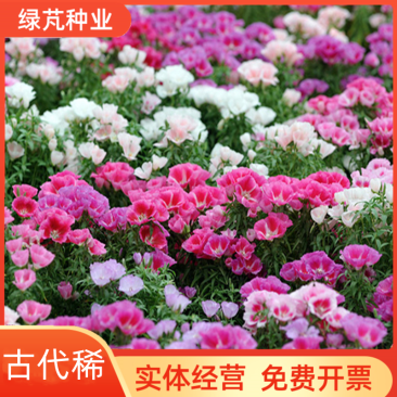古代稀种子四季开花易播种的送春花种子阳台庭院盆栽花海绿植