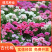 古代稀种子四季开花易播种的送春花种子阳台庭院盆栽花海绿植