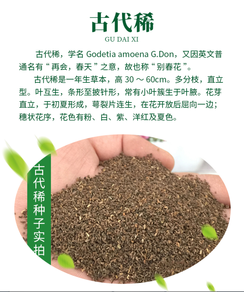 古代稀种子四季开花易播种的送春花种子阳台庭院盆栽花海绿植
