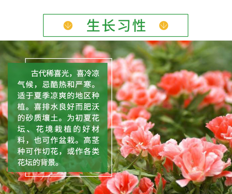 古代稀种子四季开花易播种的送春花种子阳台庭院盆栽花海绿植