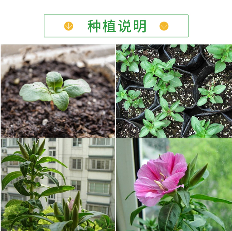 古代稀种子四季开花易播种的送春花种子阳台庭院盆栽花海绿植
