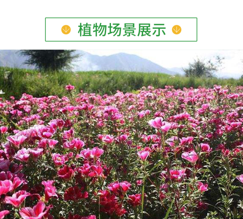 古代稀种子四季开花易播种的送春花种子阳台庭院盆栽花海绿植