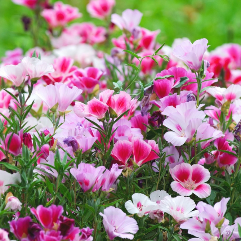 古代稀种子四季开花易播种的送春花种子阳台庭院盆栽花海绿植