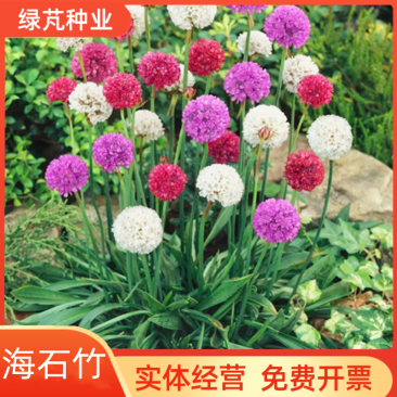 海石竹种子粉红色桃花钗滨籫花籽耐寒可切花庭院阳台花坛盆栽