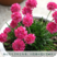 海石竹种子粉红色桃花钗滨籫花籽耐寒可切花庭院阳台花坛盆栽