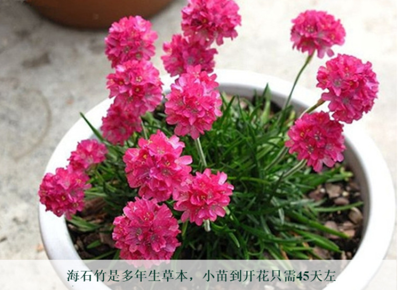 海石竹种子粉红色桃花钗滨籫花籽耐寒可切花庭院阳台花坛盆栽