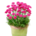 海石竹种子粉红色桃花钗滨籫花籽耐寒可切花庭院阳台花坛盆栽