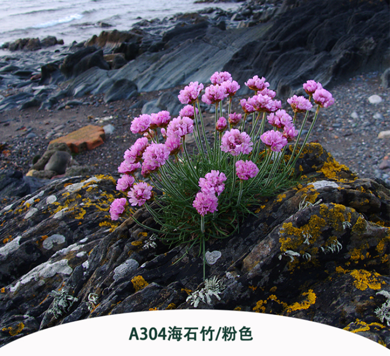 海石竹种子粉红色桃花钗滨籫花籽耐寒可切花庭院阳台花坛盆栽