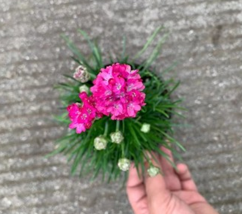 海石竹种子粉红色桃花钗滨籫花籽耐寒可切花庭院阳台花坛盆栽