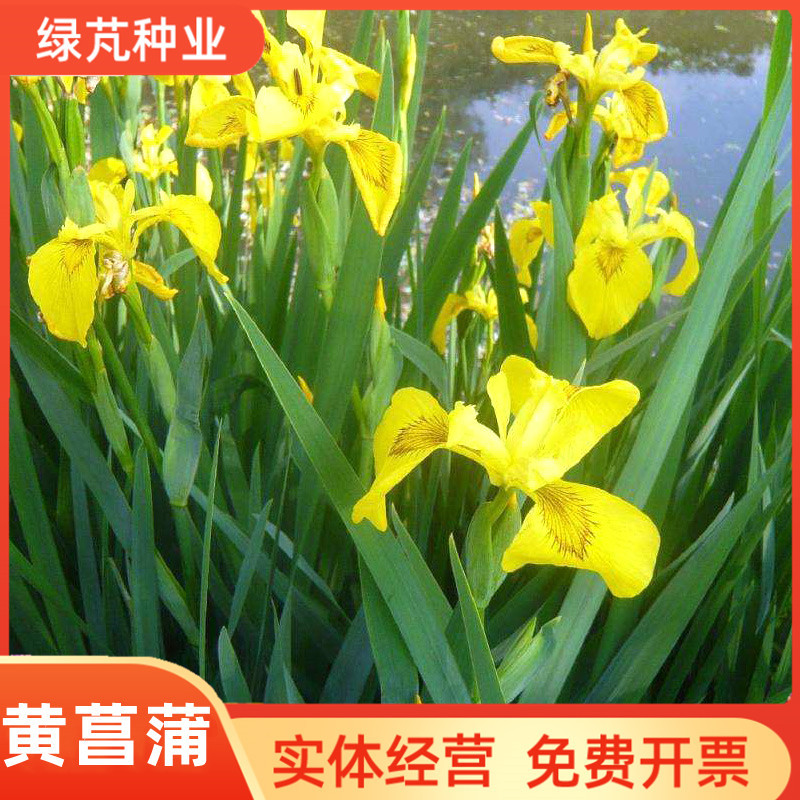 黄花鸢尾新采黄菖蒲种子花卉种子水生黄菖蒲种子水陆植物耐涝