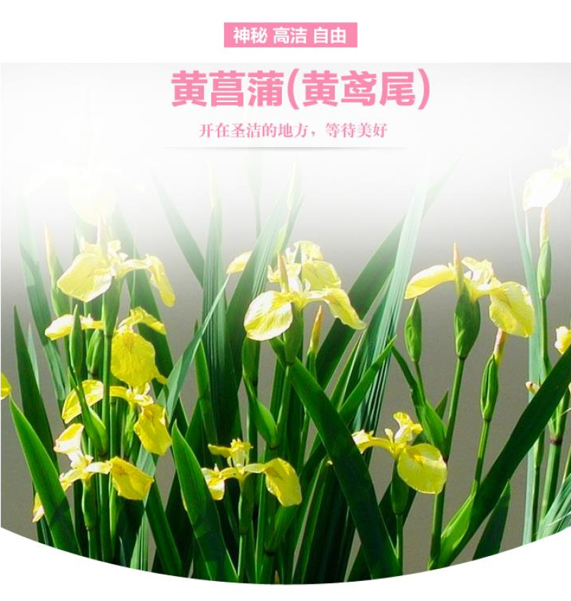 黄花鸢尾新采黄菖蒲种子花卉种子水生黄菖蒲种子水陆植物耐涝