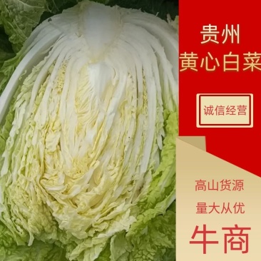 贵州高山五百亩黄心大白菜大量上市中！支持产地看货代收代发