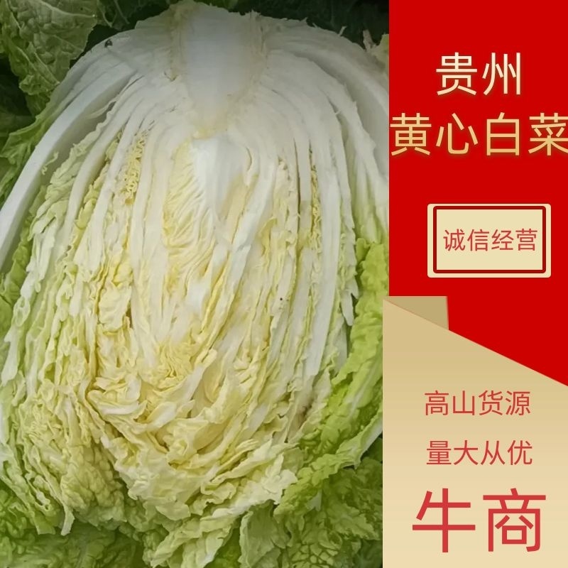 贵州高山五百亩黄心大白菜大量上市中！支持产地看货代收代发