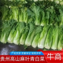 贵州高山麻叶青白菜大量上市！产地直发，货源充足