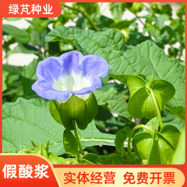 假酸浆种子籽中草药植物南北方庭院园艺阳台盆栽地栽观赏植物