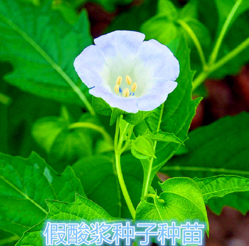 假酸浆种子籽中草药植物南北方庭院园艺阳台盆栽地栽观赏植物