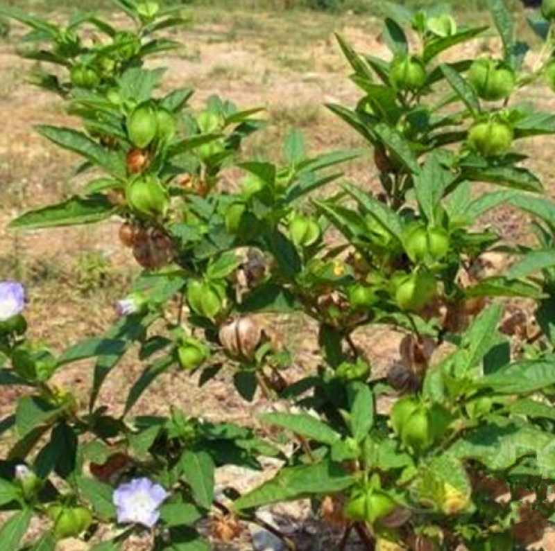 假酸浆种子籽中草药植物南北方庭院园艺阳台盆栽地栽观赏植物