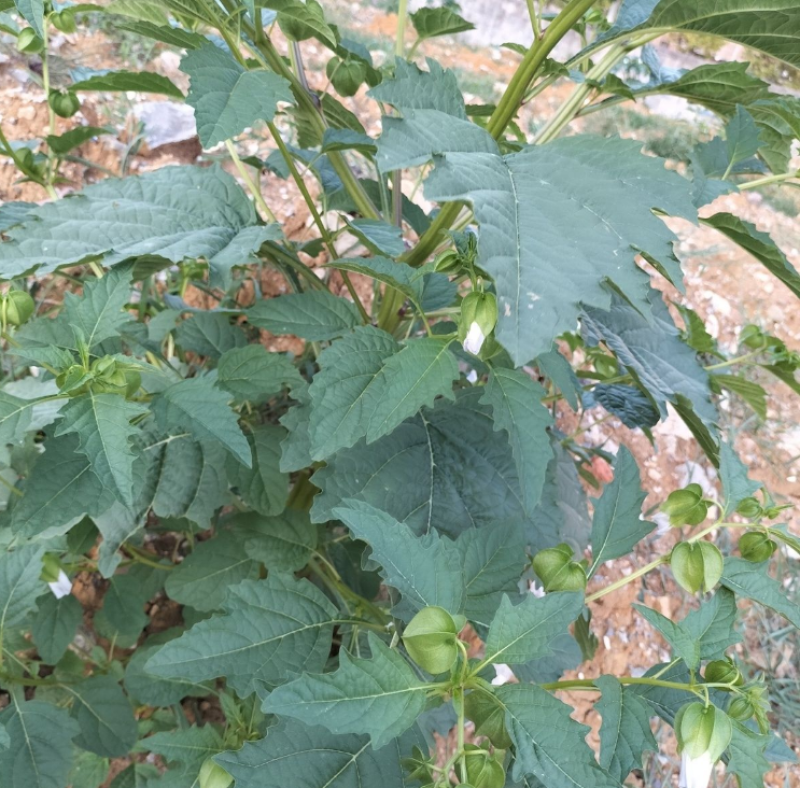 假酸浆种子籽中草药植物南北方庭院园艺阳台盆栽地栽观赏植物