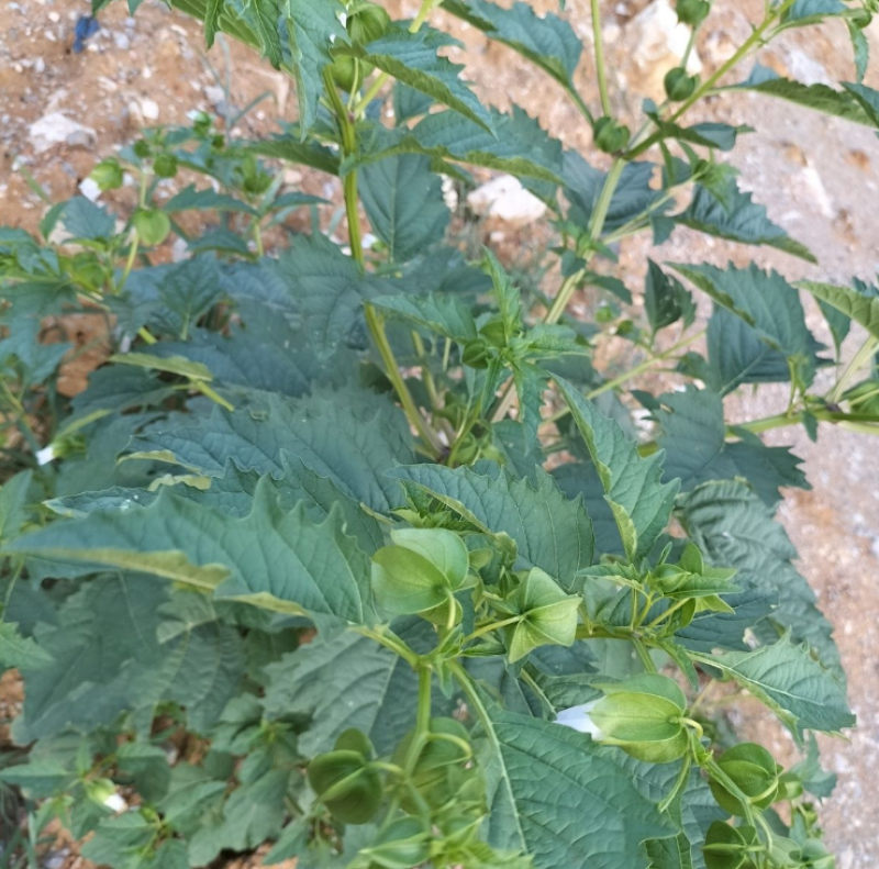 假酸浆种子籽中草药植物南北方庭院园艺阳台盆栽地栽观赏植物