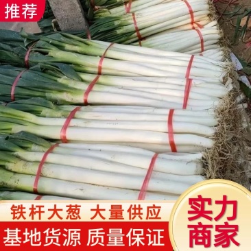 大葱山东铁杆大葱万亩基地直发品质保障实力供货