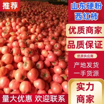 硬粉西红柿临沂费县西红柿弧三以上可供电商超市量大优惠