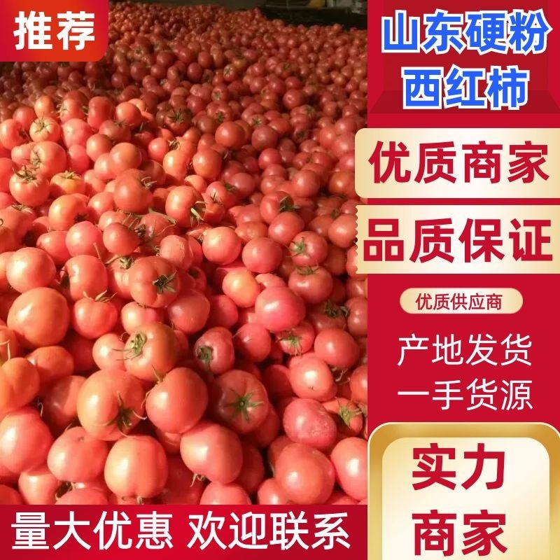 硬粉西红柿临沂费县西红柿弧三以上可供电商超市量大优惠