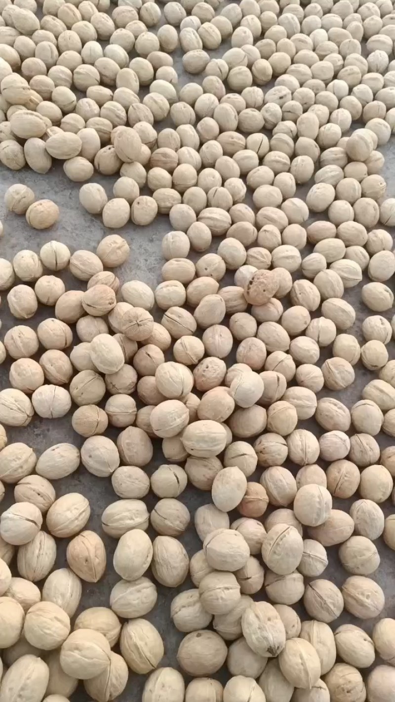 深山里的核桃