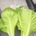 【精品】曹县小白菜大量供应，保质保量，价格美丽，欢迎