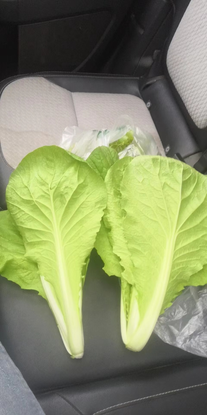 【精品】曹县小白菜大量供应，保质保量，价格美丽，欢迎