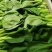 【精品】曹县小白菜大量供应，保质保量，价格美丽，欢迎