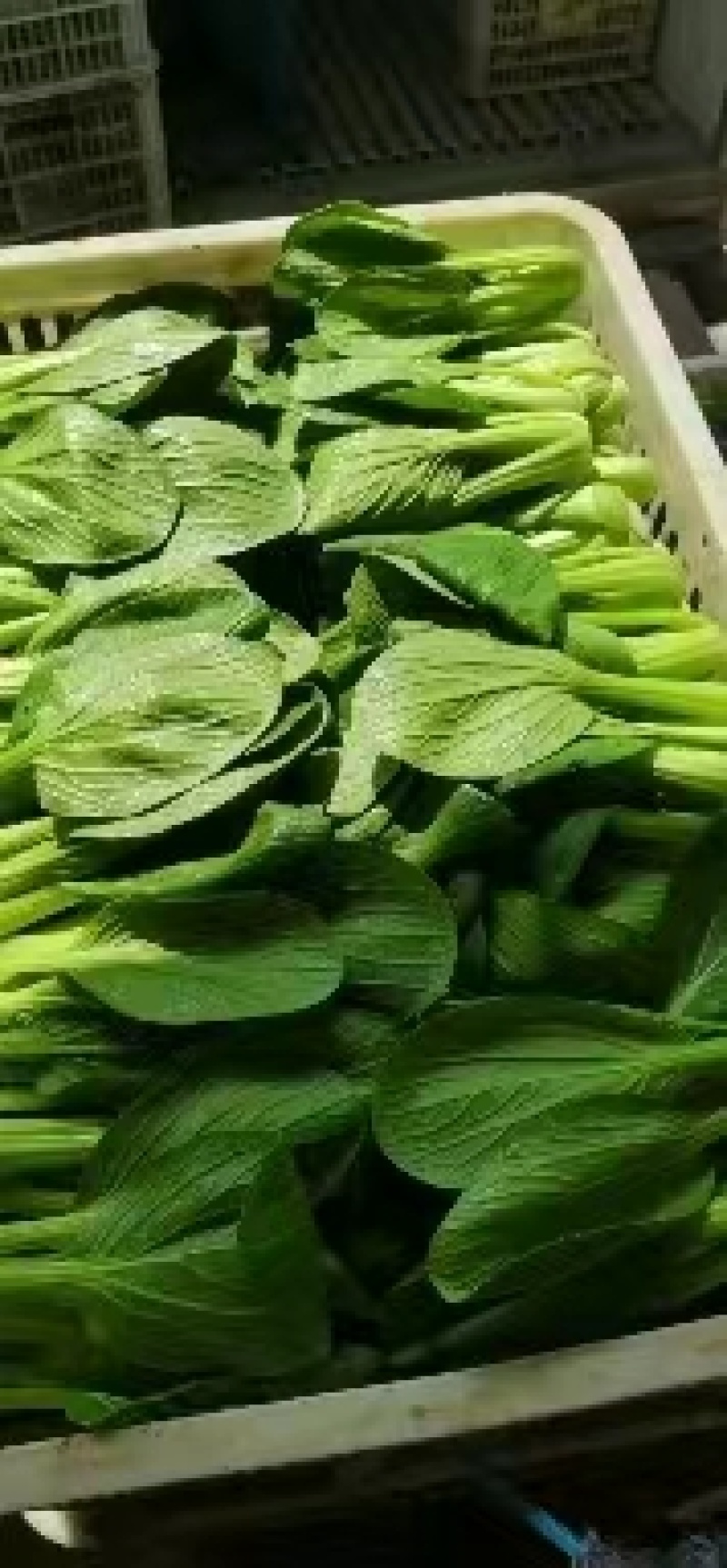 【精品】曹县小白菜大量供应，保质保量，价格美丽，欢迎