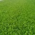 【精品】曹县小白菜大量供应，保质保量，价格美丽，欢迎