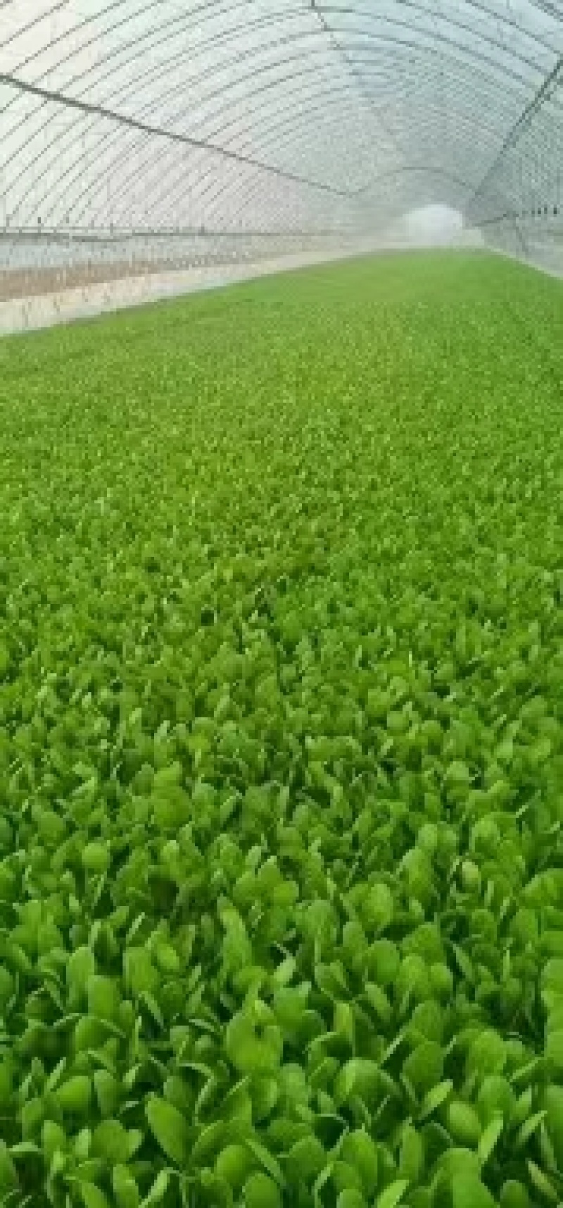 【推荐】山东曹县上海青，精品货，绿色食品，价格可谈，欢迎