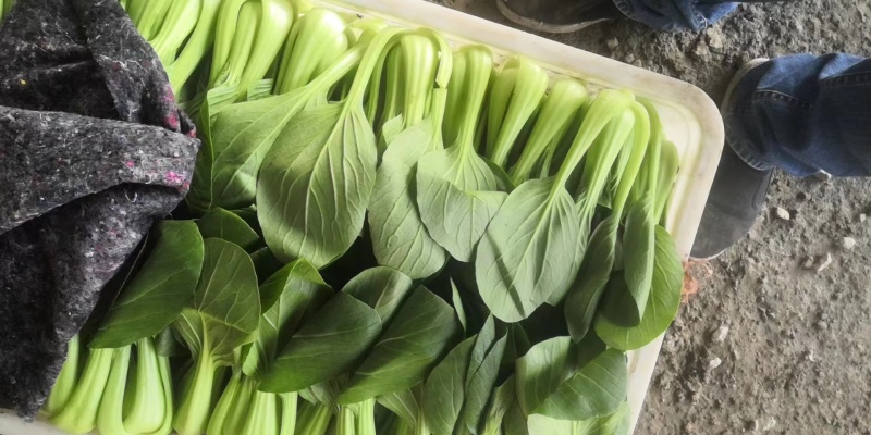 【推荐】山东曹县上海青，精品货，绿色食品，价格可谈，欢迎
