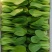 【推荐】山东曹县上海青，精品货，绿色食品，价格可谈，欢迎